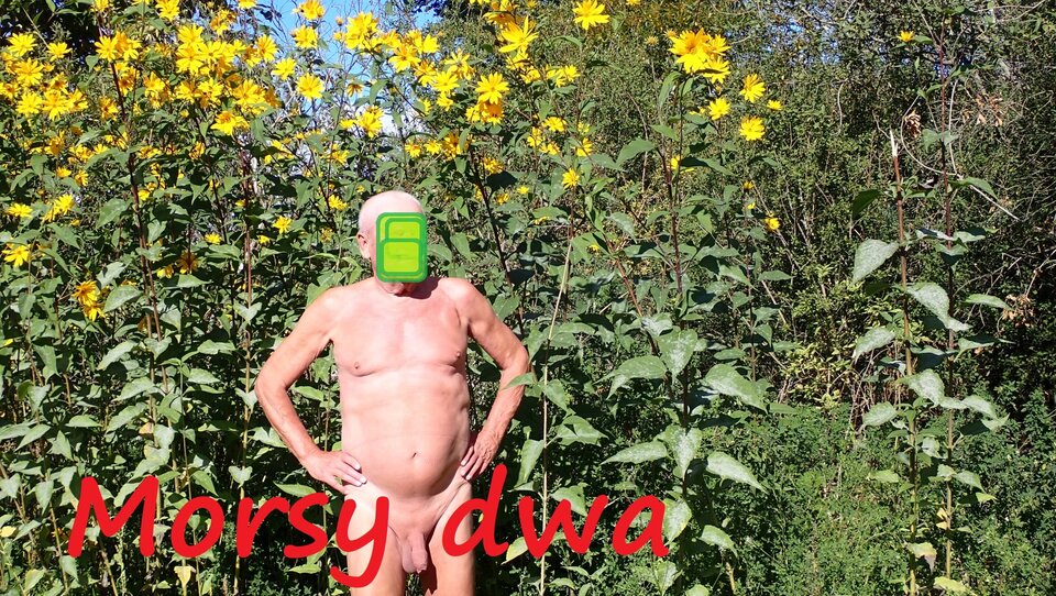 Przerwa w podróży na zdjęcia. - Morsy_dwa