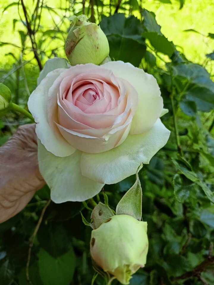 IMG20250622120010.jpg - Zapamietaj3