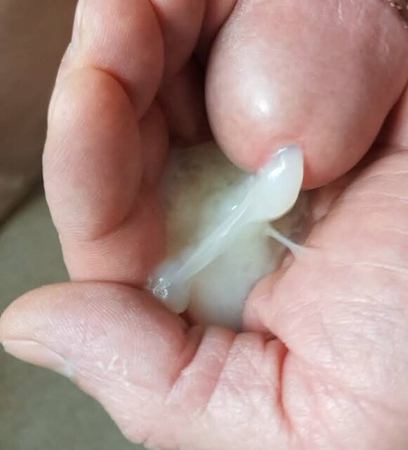 20220728_232528.jpg - Whitelittlecock