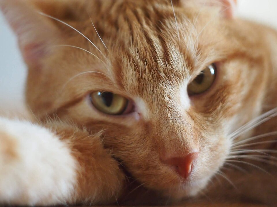 177f3af8-e27d-4114-8ff4-dc88acc026d5-1_all_366.jpg - DarioVisconti