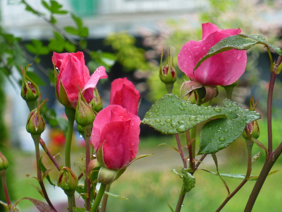 P1030843.JPG - Damapik78