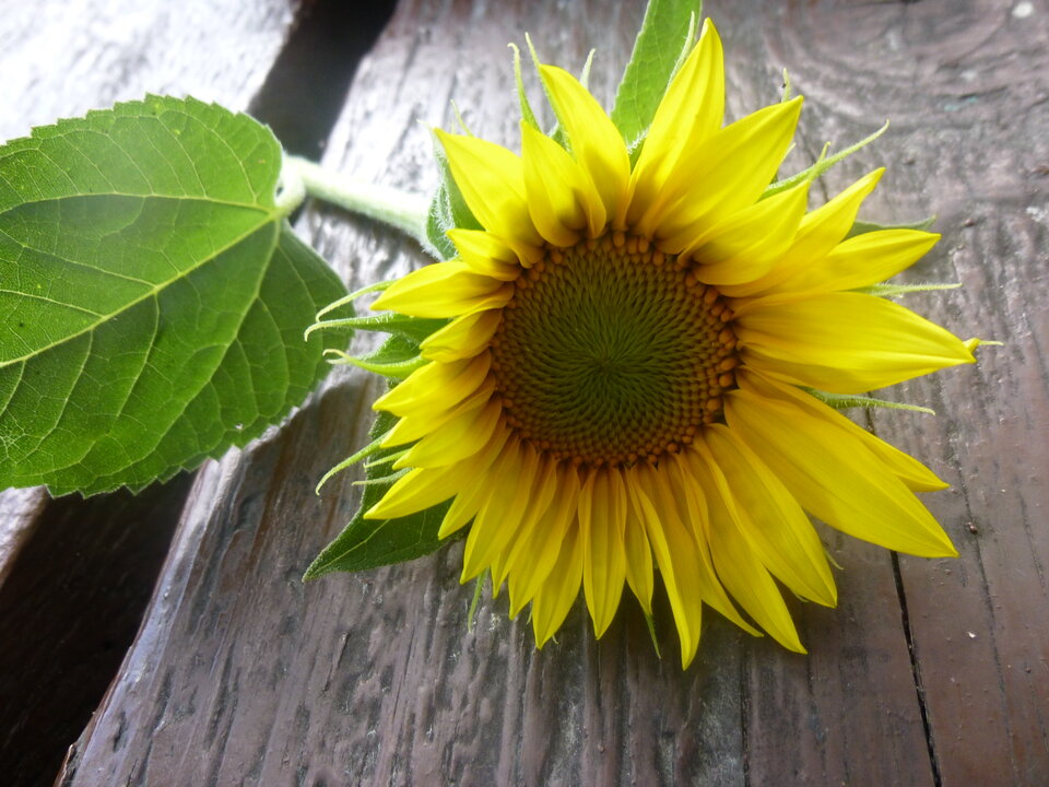 P1050853.JPG - Damapik78