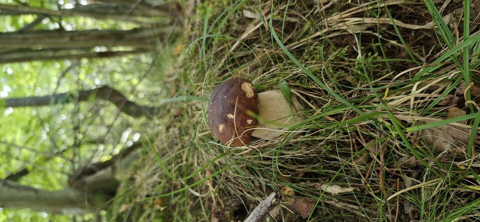 1000010308.jpg - gutek1234