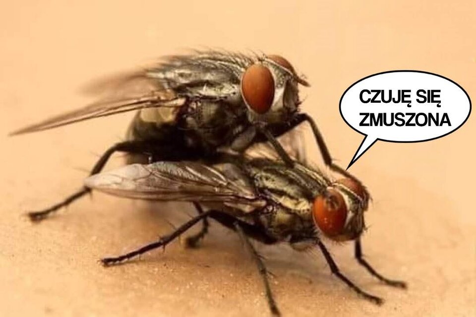 FB_IMG_1759204605320.jpg - Pawelspqr189