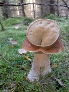 Jak tam wasze grzybobranie?