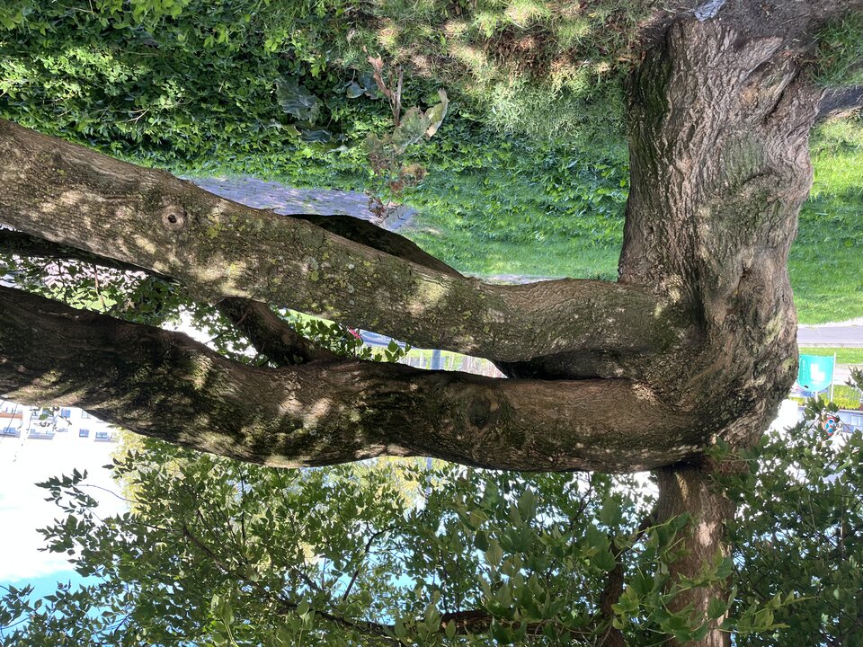 IMG_6066.jpeg - Nikaion