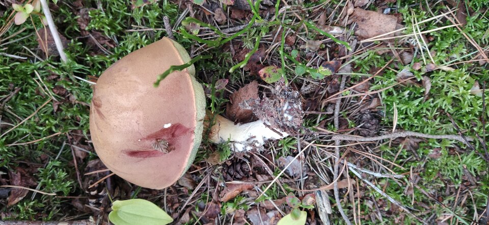 Wyprawa do lasu - siwobrody51