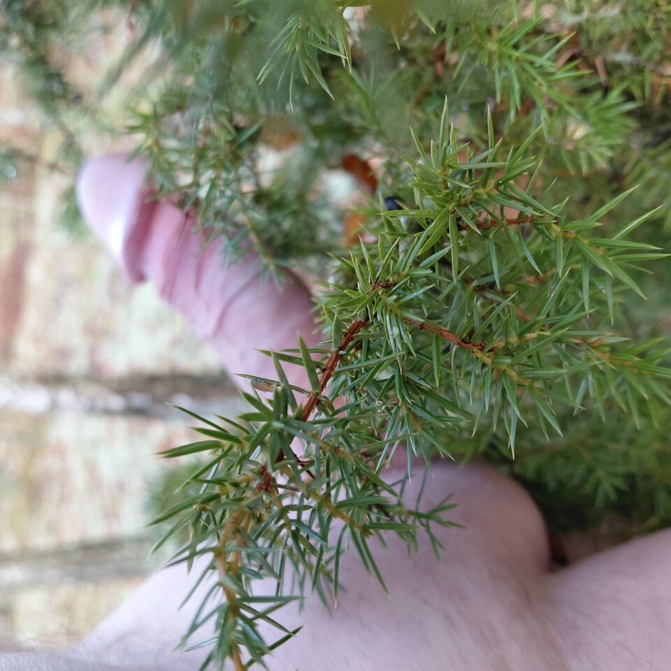 1000002510.jpg - hej34