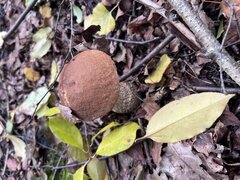 IMG_7697.jpeg