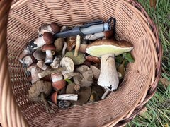 IMG_7700.jpeg