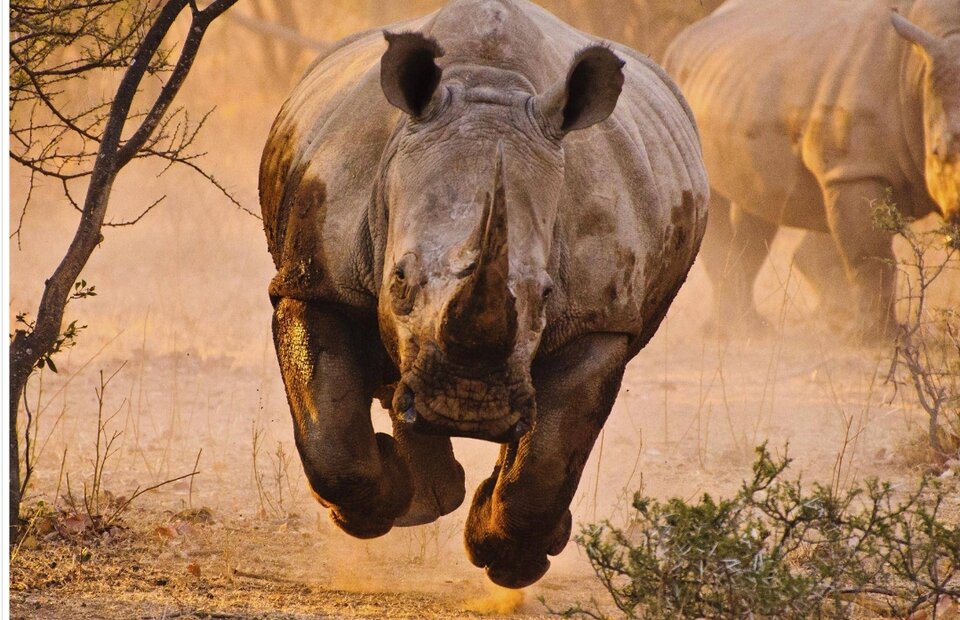 1000050728.jpg - Dyjor