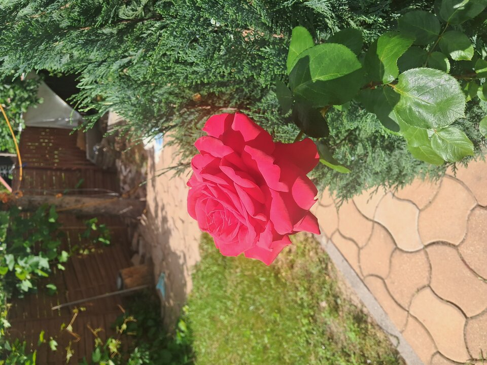 1000006250.jpg - KRISS2255