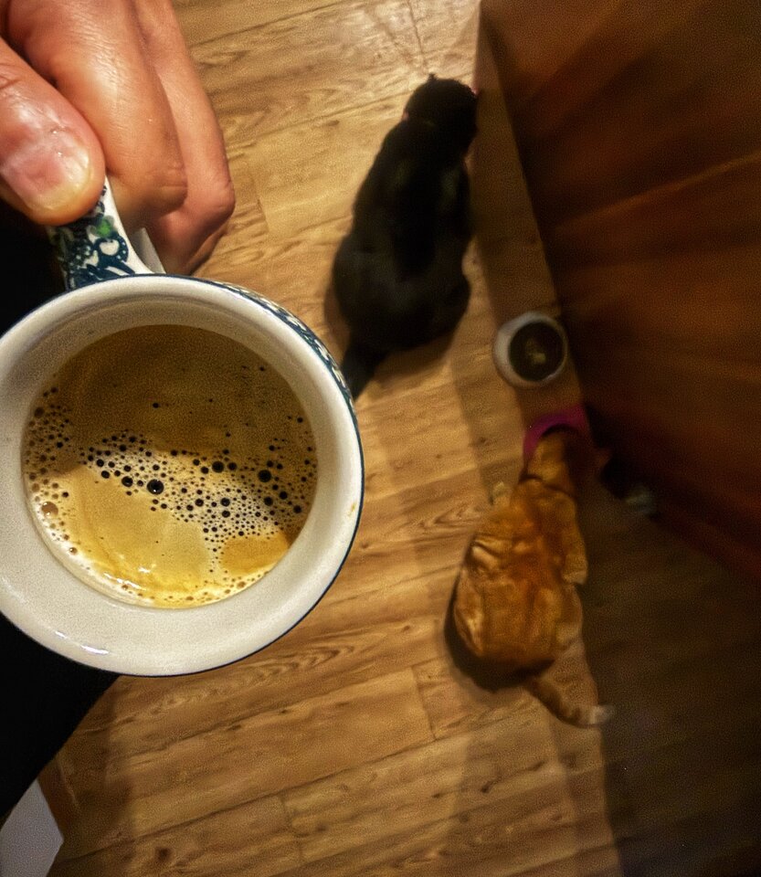 🐈 ☕️ - serialowapara19782