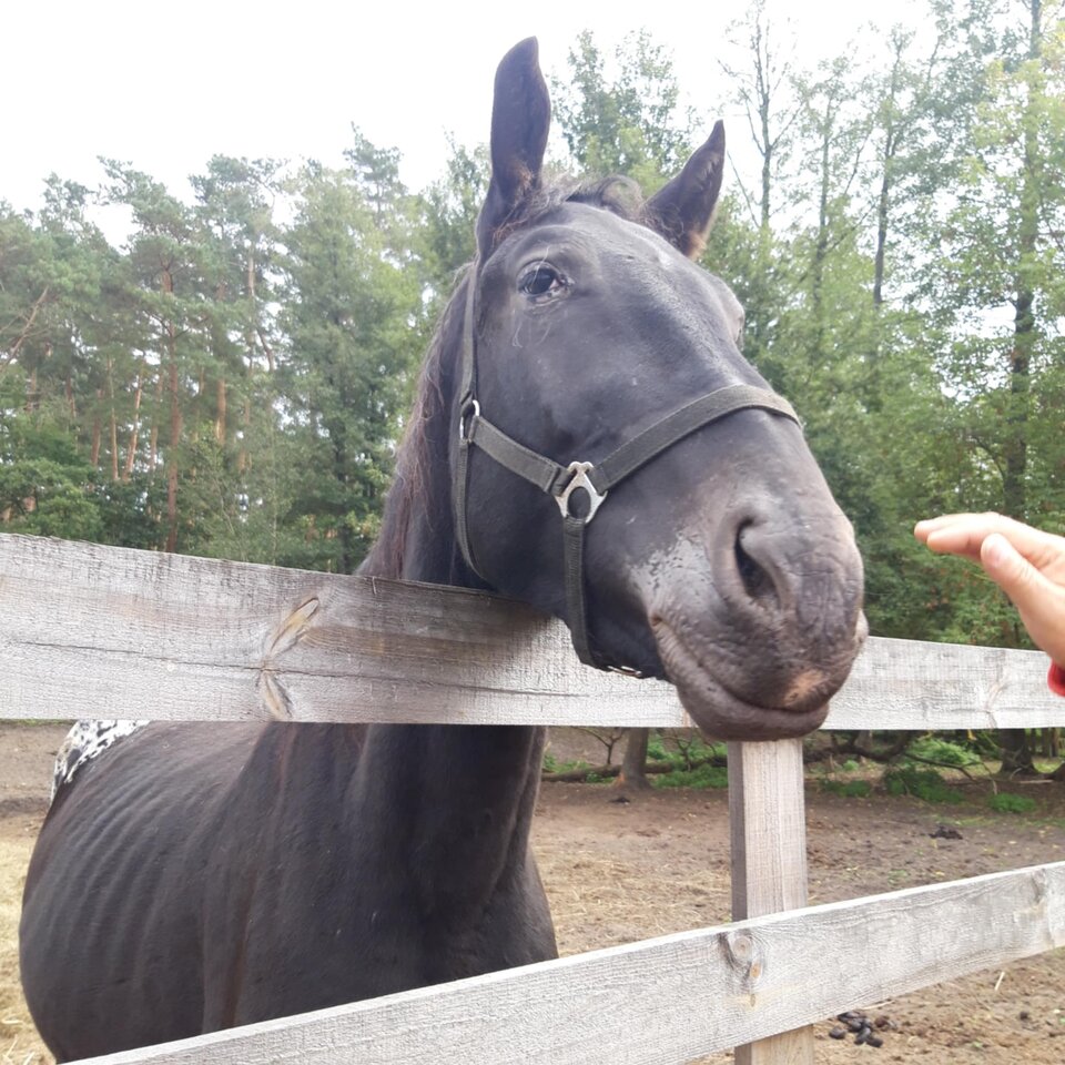 1000030237.jpg - Konkak