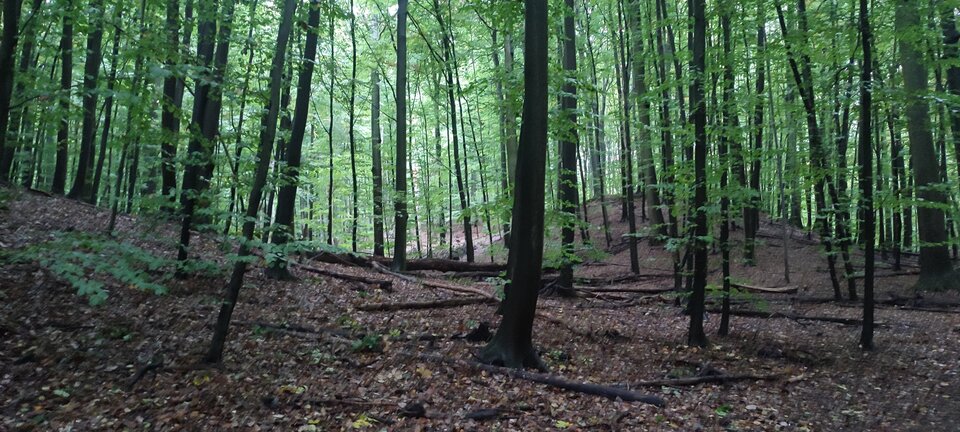 SAVE_20251008_225947.jpg - maanseli