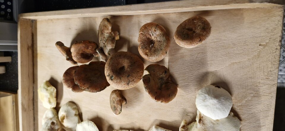 1000010556.jpg - gutek1234