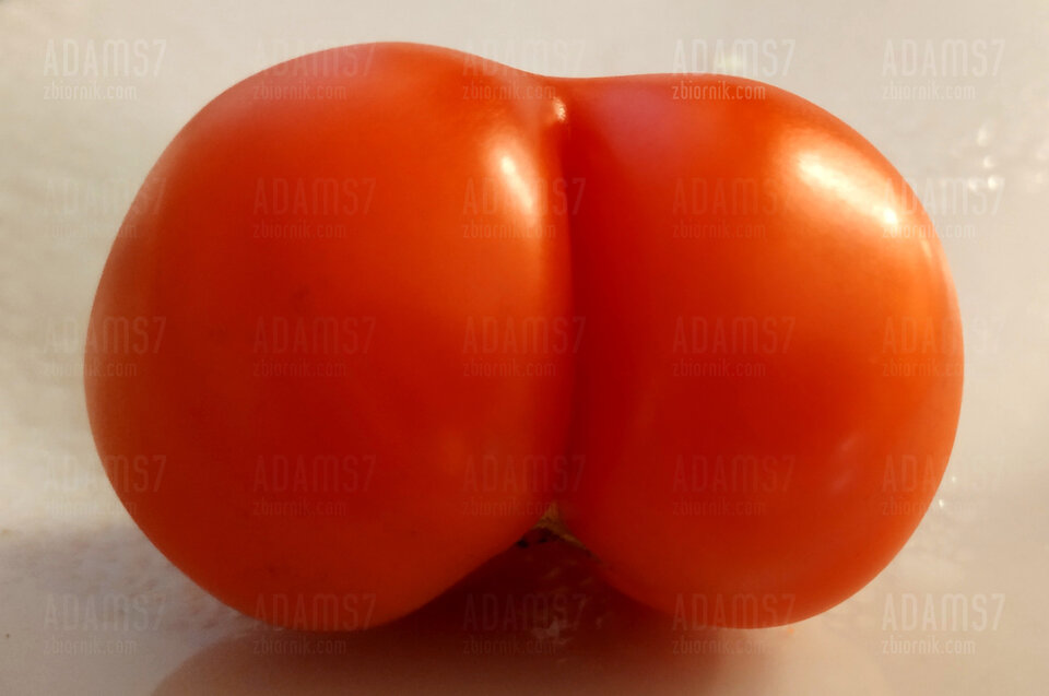 POMIDOR....jpg - adams7
