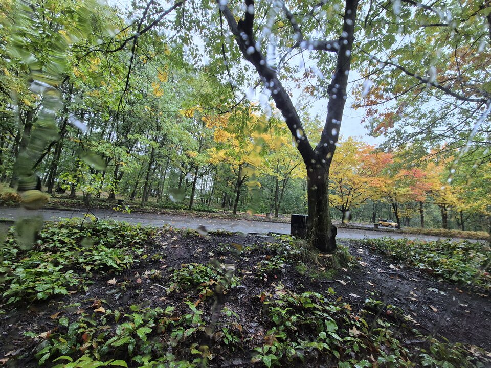 Pogoda dla grzybiarzy 🍂🍁 ale w aucie jest komfortowo🚘 - Dream_Shadows