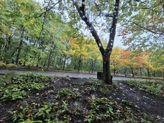 Pogoda dla grzybiarzy 🍂🍁 ale w aucie jest komfortowo🚘
