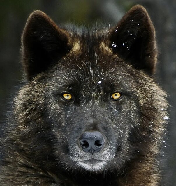 mr.wolf.jpg - mrwolf78