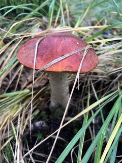 IMG_7885.jpeg