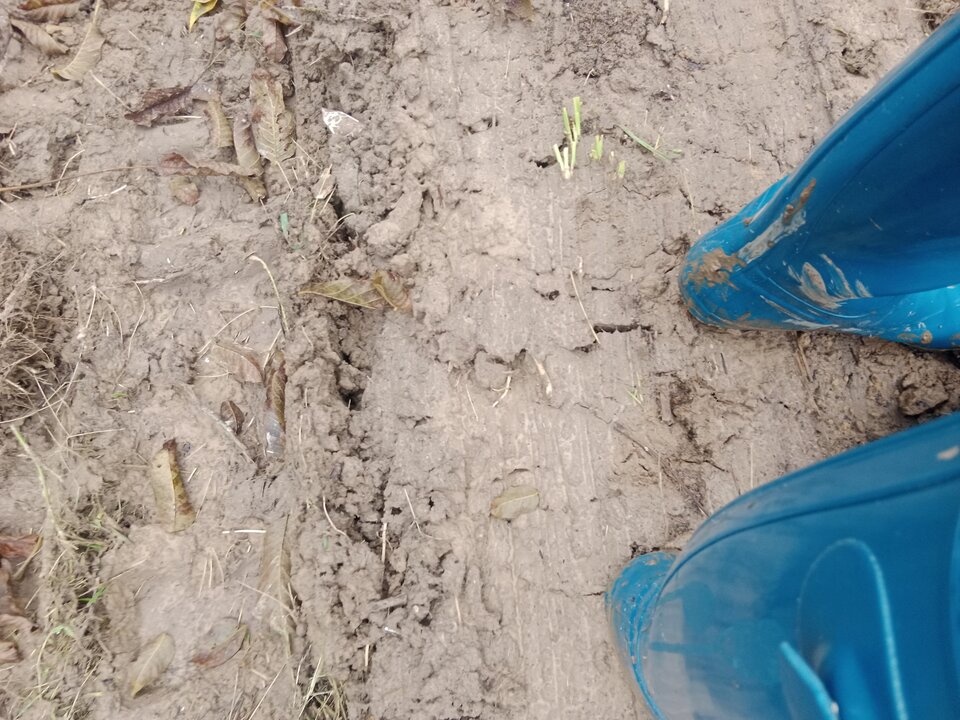 IMG_20251012_152317.jpg - Lalana97