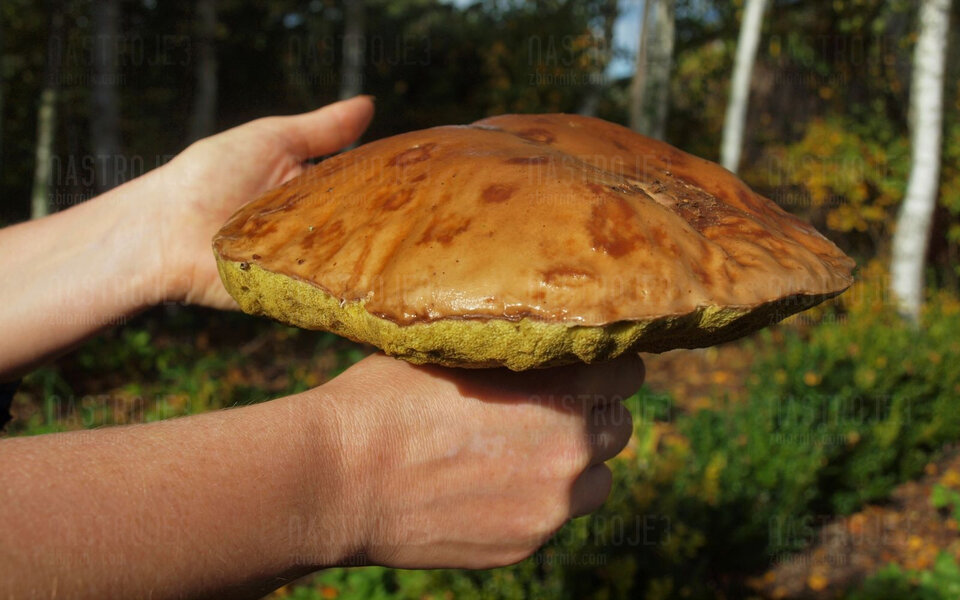 Prawdziwek.jpg - Nastroje3