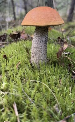 🍄‍🟫☺️💪