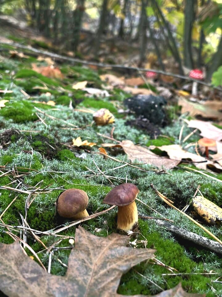 1000099256.jpg - BlissEnigma