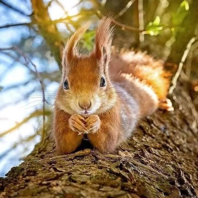 1000001246.jpg - EukaliptusowyCukierekMENTHOL