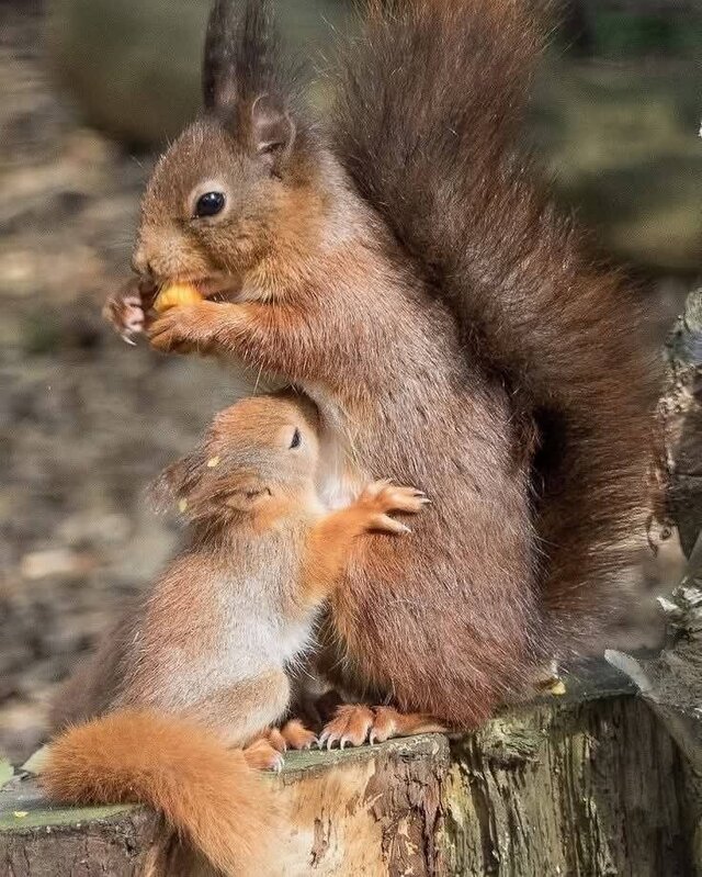 EukaliptusowyCukierekMENTHOL