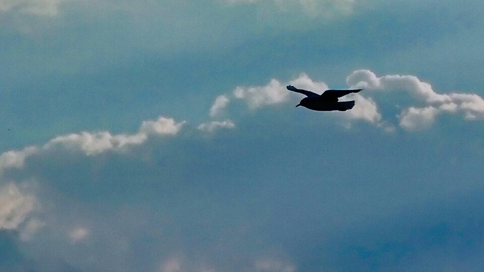 ptaszek.jpg - stelafir