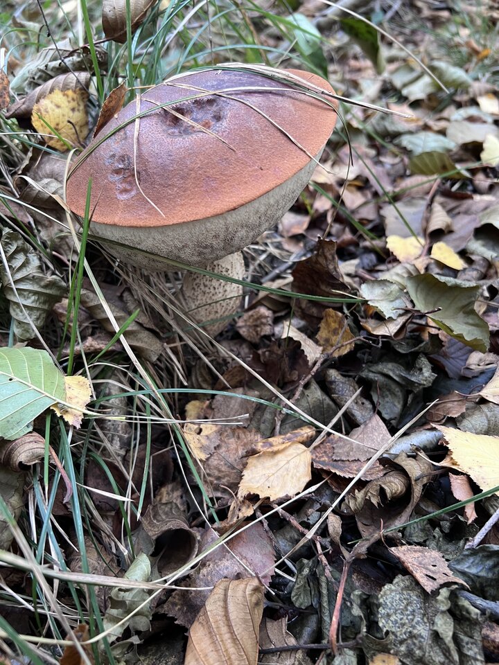 IMG_8126.jpeg - nrw670n