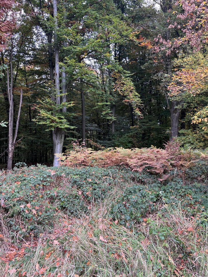 IMG_8123.jpeg - nrw670n