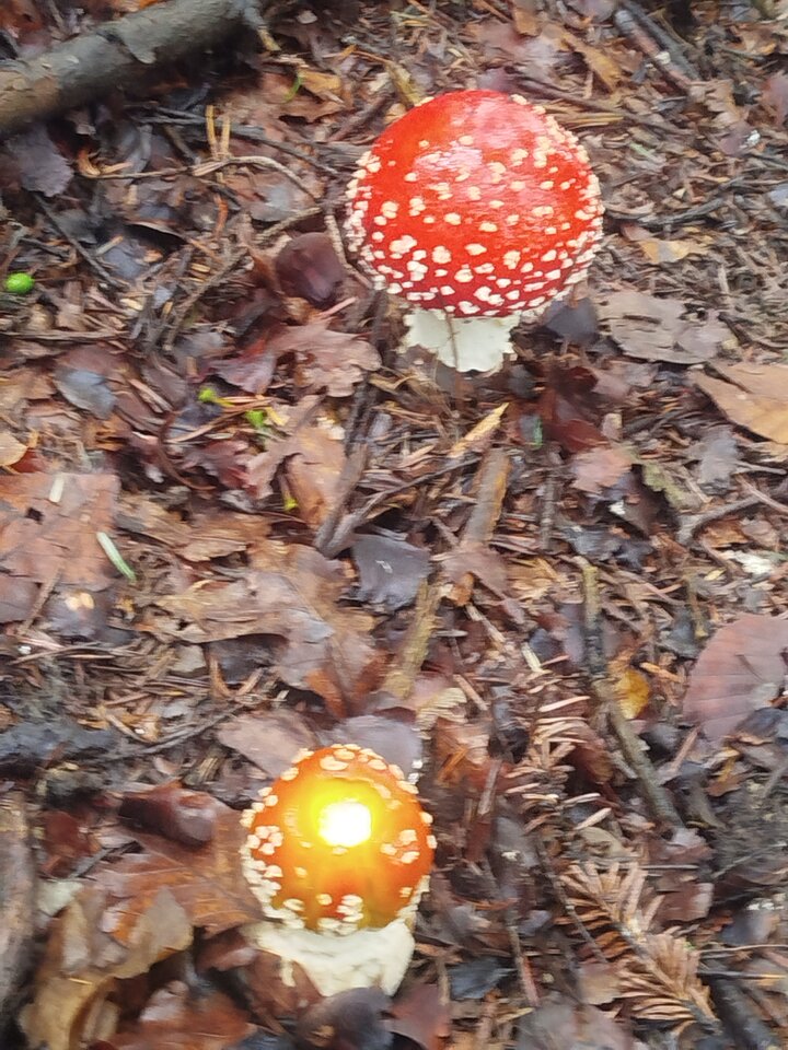 1000008124.jpg - szukampaninasex69