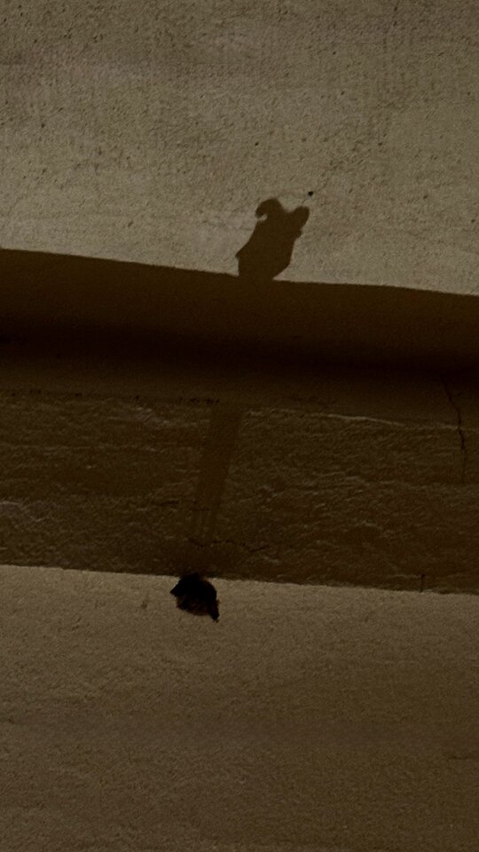 Gacek.jpeg - Sexoludy