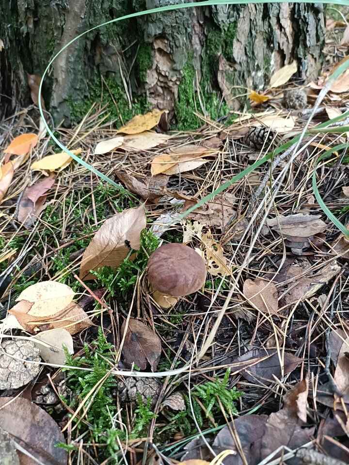 IMG20251018142918.jpg - Dareczekl