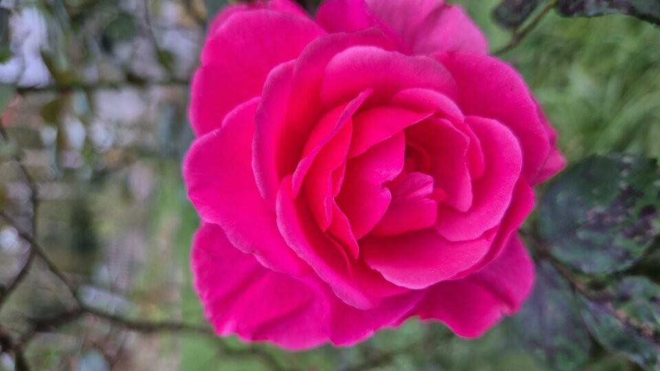 1000058851.jpg - Kolekcjonerka_Serc