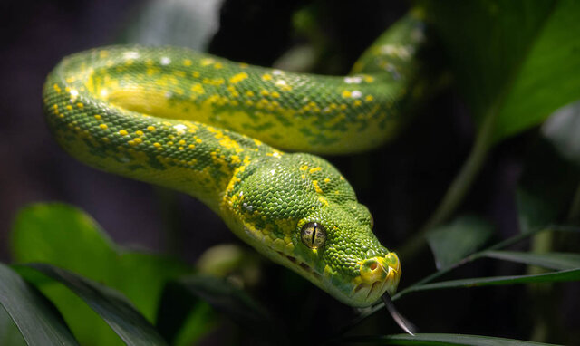 Green777