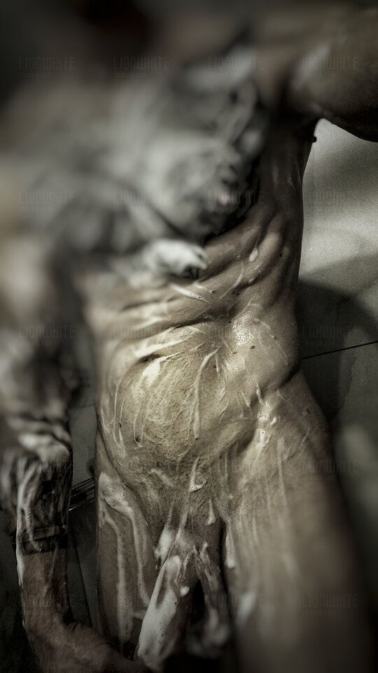 1000069059.jpg - LionWhite