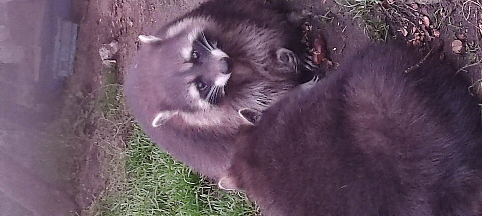 Gdy na zewnątrz szaro i słota miło popatrzeć na takie stworz - edytkaandrzej