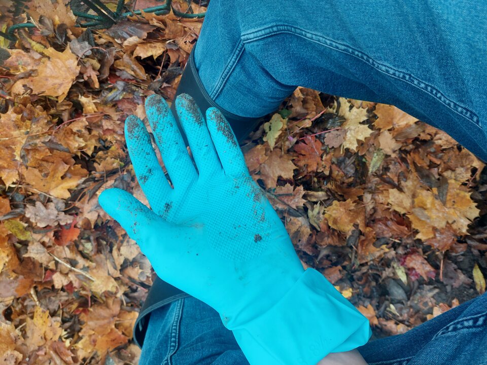 20251027_114827.jpg - Rubber_gloves