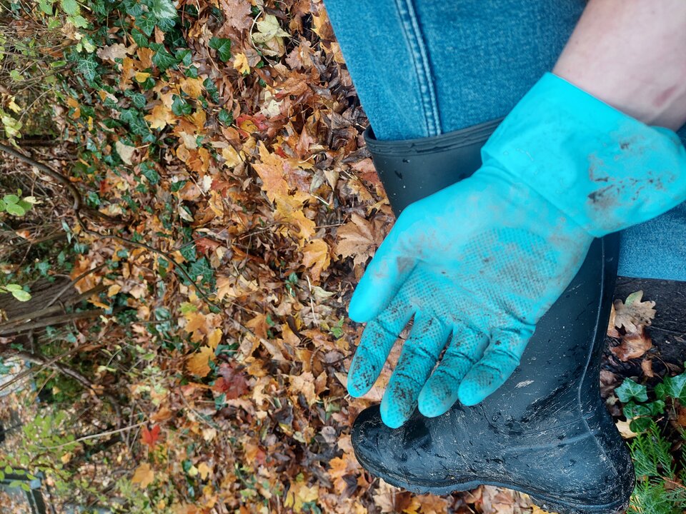 20251027_121606.jpg - Rubber_gloves