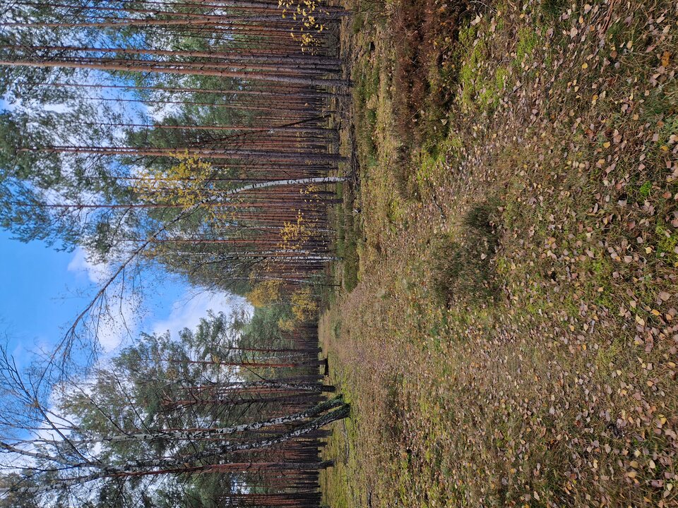 1000023136.jpg - Scorpion94