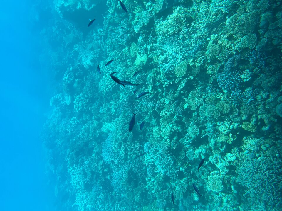 IMG_3704.jpeg - tom745