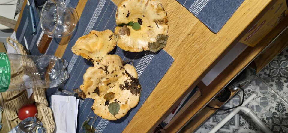 Dzisiejsze rydze - gutek1234