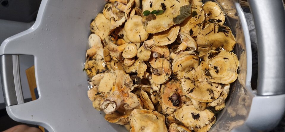 Dźiszejszy zbiór rydze pychotka - gutek1234