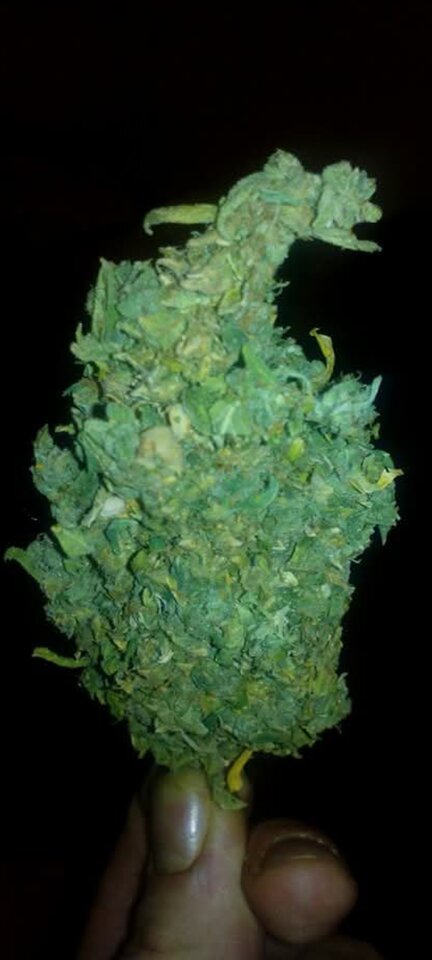 1000000886.jpg - Bufallo12