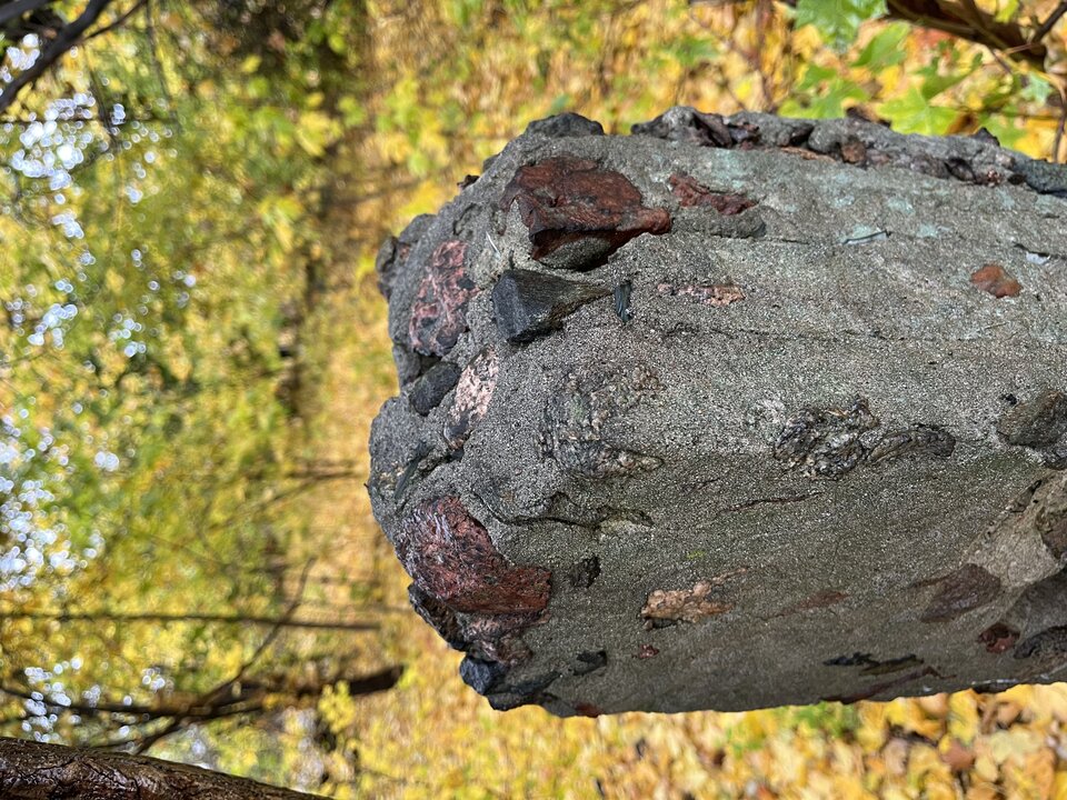 IMG_9639.jpeg - Locotoco