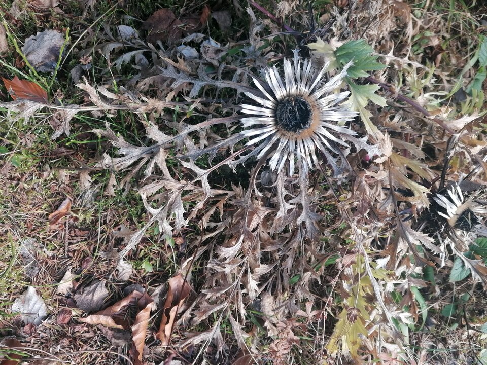 IMG_20251108_130806.jpg - violino123456789